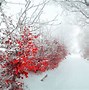 Image result for Christmas Tree in Wild