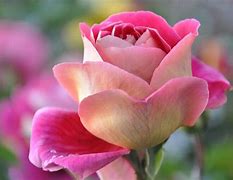 Image result for Screensavers Flowers Beautiful