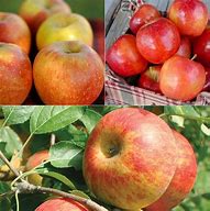 Image result for Cider Apple Trees