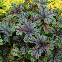 Image result for Heucherella Tapestry