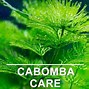 Image result for cabomba