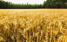 Image result for Album Fields of Grain Cover