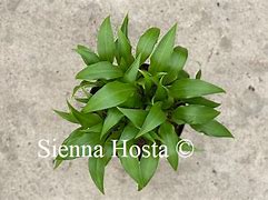 Image result for Hosta Wily Willy