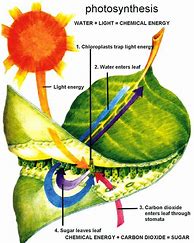 Image result for Photosynthesis 6th Grade Science