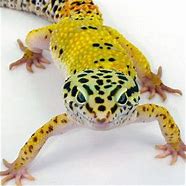 Image result for Lizard Species