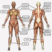 Image result for cuerpo