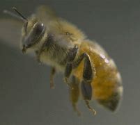 Image result for Bee GIF