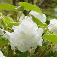 Image result for Begonia dubbel grootbloemig wit