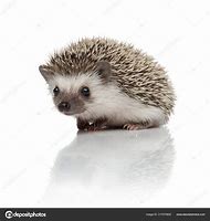 Image result for Hedgehog Sitting