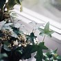 Image result for Ivy House Plant