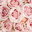 Image result for Light Pink Rose Flower