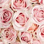 Image result for Beautiful Light Pink Roses