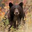Image result for Scary Bear Wallpaper