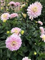 Image result for Dahlia Silver Years