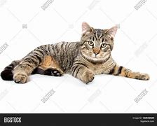 Image result for Cat Laying Down Picture IRL