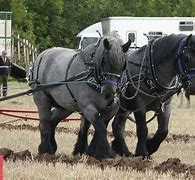 Image result for Big Draft Horse Stallions