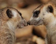 Image result for Cute Animals Kissing