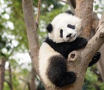 Image result for Giant Panda Standing Up