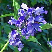 Image result for NEPETA SUBS. WASHFIELD