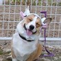 Image result for Corgis Wearing Hats