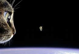 Image result for Universe Cat