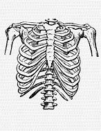 Image result for Skeleton Rib Cage Clip Art