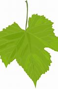 Image result for Grape Leaf Diseases