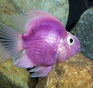 Image result for Jelly Bean Parrot Fish