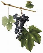 Image result for Grape Vine Posts