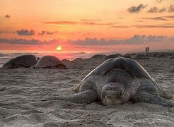 Image result for Largest Sea Turtle Nesting Area in World