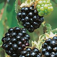 Image result for Rubus Black Satin