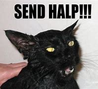 Image result for Send Help Meme Cat