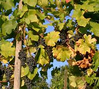 Image result for Grape Bushes