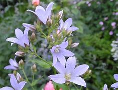 Image result for Campanula lactiflora Senior