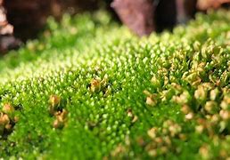 Image result for Moss Carpet