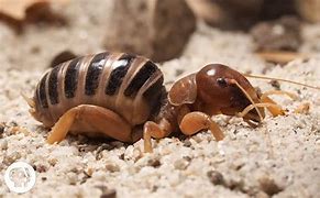 Image result for Baby Cricket Insect