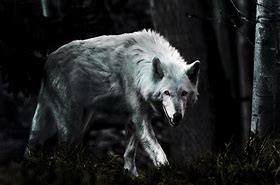 Image result for Wolves in Dark Campaign