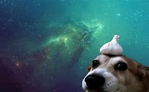 Image result for Galaxy Destroyer Dog