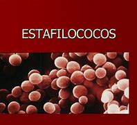 Image result for estafilococo