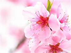 blumen malvorlagen jepang cherry blossom flowers flowers wallpapers blumen malvorlagen jepang cherry blossom flowers flowers wallpapers