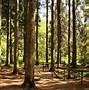 Image result for Computer Backgrounds Woods