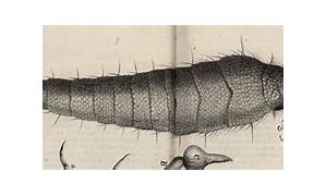 Image result for Bookworm Insect