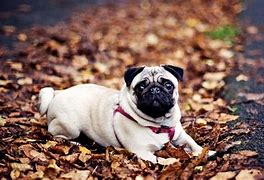 Image result for Funny and Cute Pugs