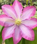 Image result for Yellow Clematis Vine