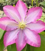 Image result for Flowering Clematis