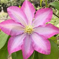 Image result for Clematis Heraclefolia