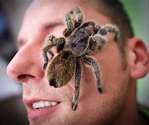 Image result for The Biggest Spider On Planet Earth