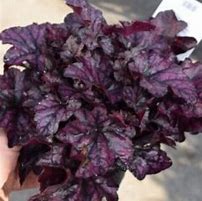 Image result for Heuchera Mulberry