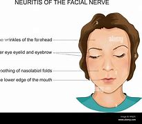 Image result for Human Brain and Nervous System