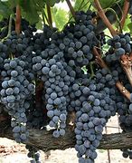 Image result for California Wine Grape Varieties